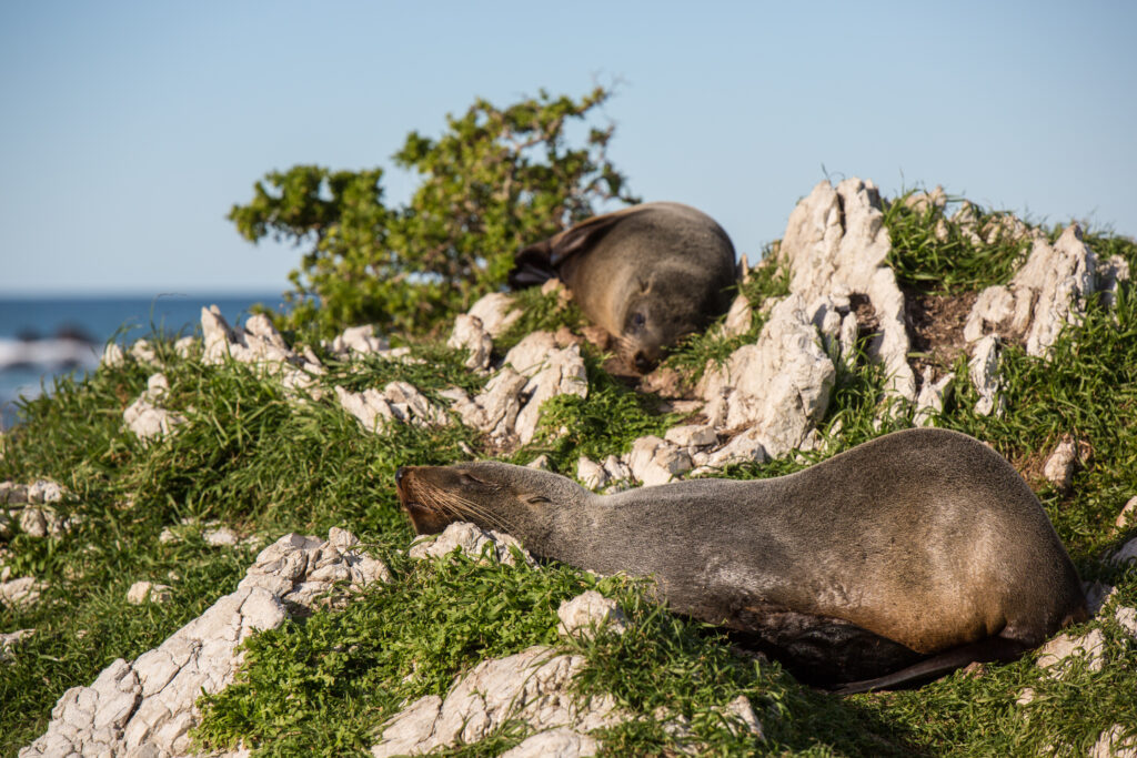 Robben auf den Felsen vor Kaikoura